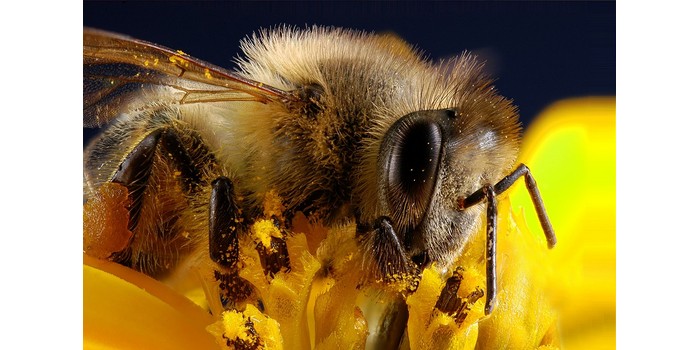 كم عدد عيون النحلة في سيول سويول